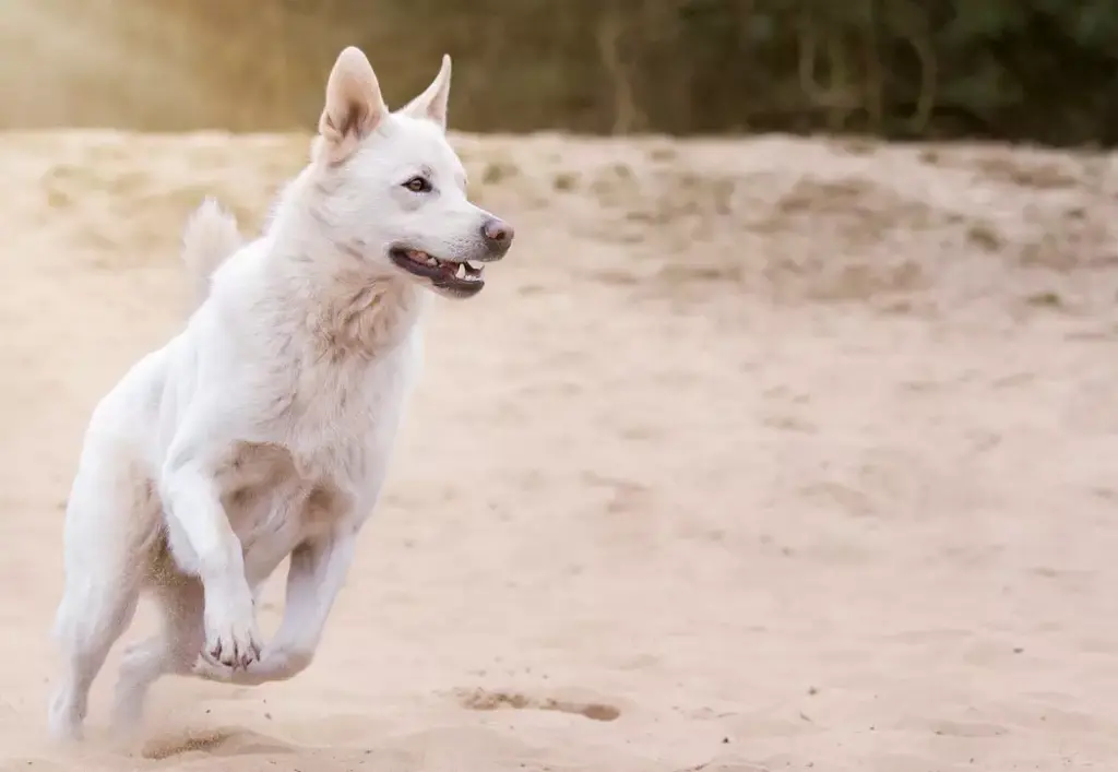 Ernährungsberatung Hund