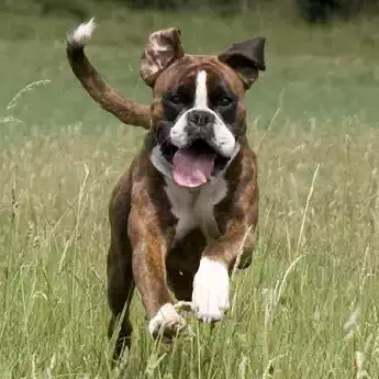 Gastritis beim Hund erfolgreich behandeln