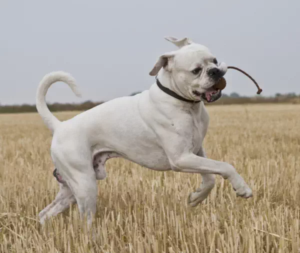 Rennender, gesunder Hund mit viel Energie
